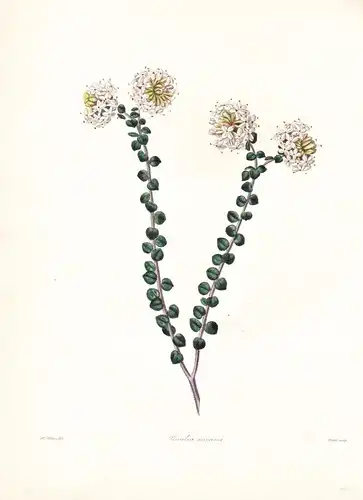 Pimelea Incana - Australia Australien / Pflanze Planzen plant plants / flower flowers Blume Blumen / botanical