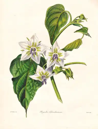 Physalis Schraderiana - Mexico Mexiko / Pflanze Planzen plant plants / flower flowers Blume Blumen / botanical