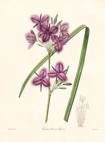 Thysanotus Proliferus - Australia Australien / Pflanze Planzen plant plants / flower flowers Blume Blumen / bo