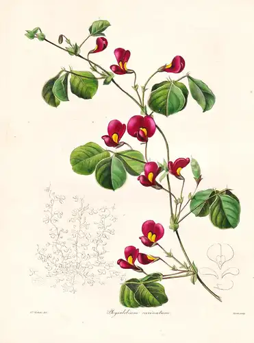Physolobium Carinatum - Australia Australien / Pflanze Planzen plant plants / flower flowers Blume Blumen / bo