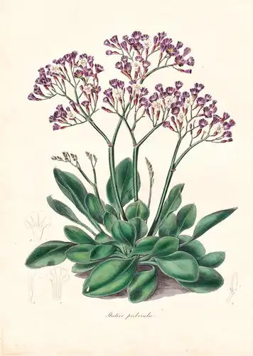 Statice Puberula - Canary Islands Kanarische Inseln / Pflanze Planzen plant plants / flower flowers Blume Blum