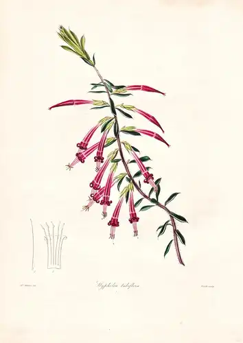 Styphelia Tubiflora - Australia Australien / Pflanze Planzen plant plants / flower flowers Blume Blumen / bota