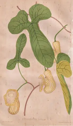 Aristolochia lineata - Pflanze Planzen plant plants / flower flowers Blume Blumen / botanical Botanik botany /
