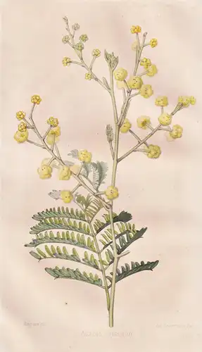 Acacia discolor - Akazie Mimosoideae / Pflanze Planzen plant plants / flower flowers Blume Blumen / botanical