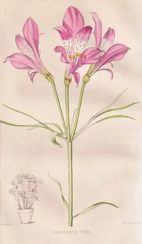 Alstroemeria rubra - Pflanze Planzen plant plants / flower flowers Blume Blumen / botanical Botanik botany / a