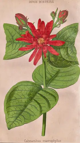 Calycanthus macrophyllus - Gewürzstrauch sweetshrub / Pflanze Planzen plant plants / flower flowers Blume Blum