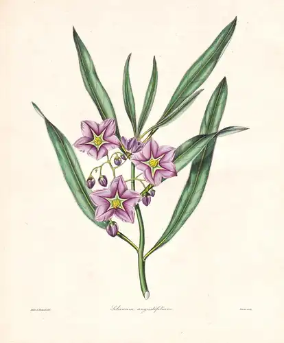 Solanum Angustifolium - Argentina Argentinien / Pflanze Planzen plant plants / flower flowers Blume Blumen / b
