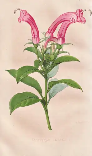 Centropogon fastuosus - Pflanze Planzen plant plants / flower flowers Blume Blumen / botanical Botanik botany