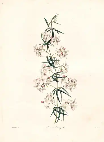 Zieria Laevigata - Australia Australien / Pflanze Planzen plant plants / flower flowers Blume Blumen / botanic