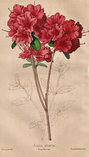 Azalea amoena - Azalee / Pflanze Planzen plant plants / flower flowers Blume Blumen / botanical Botanik botany