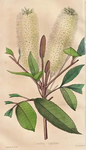 Cunonia capensis - Butterlöffel Baum butterspoon tree / Pflanze Planzen plant plants / flower flowers Blume Bl
