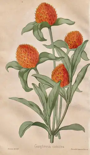 Gomphrena Coccinea - Kugelamarant globe amaranth / Pflanze Planzen plant plants / flower flowers Blume Blumen