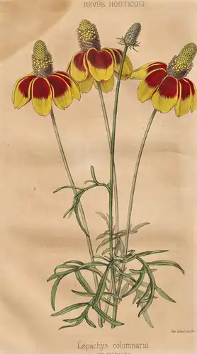 Lepachys columnaris - Präriesonnenhut / Pflanze Planzen plant plants / flower flowers Blume Blumen / botanical
