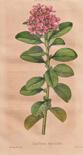Escallonia macrantha - Andenstrauch / Pflanze Planzen plant plants / flower flowers Blume Blumen / botanical B