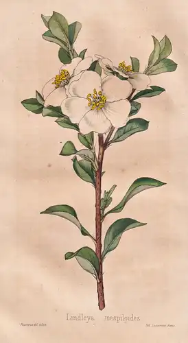 Lindleya mespiloides - Mexico Mexiko / Pflanze Planzen plant plants / flower flowers Blume Blumen / botanical