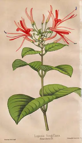 Lopezia longiflora - Pflanze Planzen plant plants / flower flowers Blume Blumen / botanical Botanik botany / a