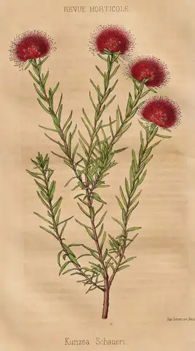 Kunzea Schaueri -  Pflanze Planzen plant plants / flower flowers Blume Blumen / botanical Botanik botany / aus