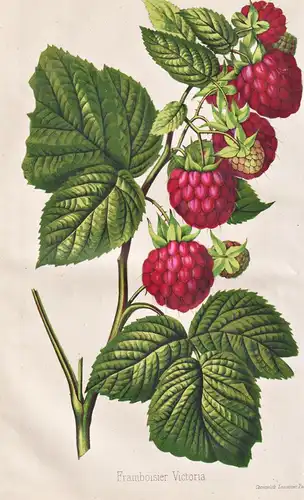 Framboisier Victoria - Himbeere raspberry / Pflanze Planzen plant plants / flower flowers Blume Blumen / botan