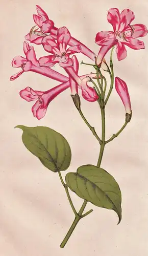 Lundia acuminata - Pflanze Planzen plant plants / flower flowers Blume Blumen / botanical Botanik botany / aus