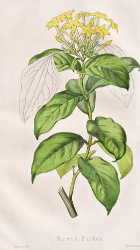 Mussenda frondosa - Signalpflanze wild mussaenda dhobi tree Flaggenbusch / Pflanze Planzen plant plants / flow