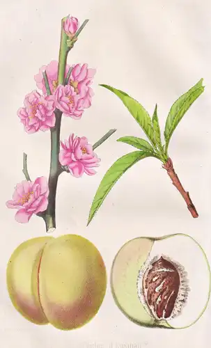 Pecher d'Ispahan ? - Pfirsich peach / Pflanze Planzen plant plants / flower flowers Blume Blumen / botanical B