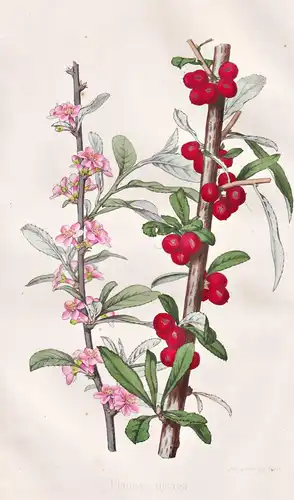 Prunus incana - Kirschmandel willow leaf cherry / Pflanze Planzen plant plants / flower flowers Blume Blumen /