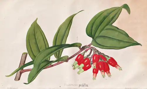 Psammisia penduliflora - Pflanze Planzen plant plants / flower flowers Blume Blumen / botanical Botanik botany