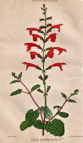 Salvia porphyrantha - Salbei sage / Pflanze Planzen plant plants / flower flowers Blume Blumen / botanical Bot