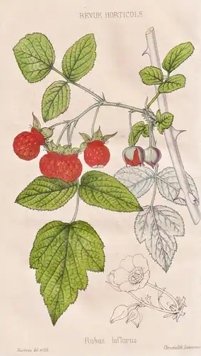 Rubus biflorus - Pflanze Planzen plant plants / flower flowers Blume Blumen / botanical Botanik botany / aus A