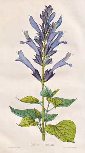 Salvia ianthina - Salbei sage / Pflanze Planzen plant plants / flower flowers Blume Blumen / botanical Botanik