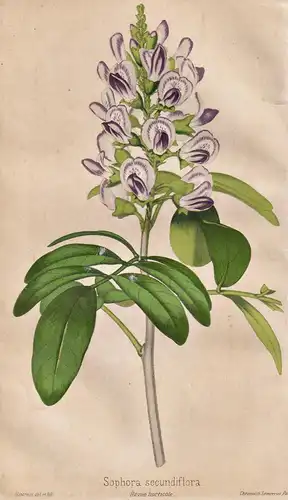 Sophora secundiflora - Meskalbohne mescalbean / Pflanze Planzen plant plants / flower flowers Blume Blumen / b