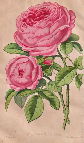 Rose Gloire de Parthenay - Mexico Mexiko / Pflanze Planzen plant plants / flower flowers Blume Blumen / botani