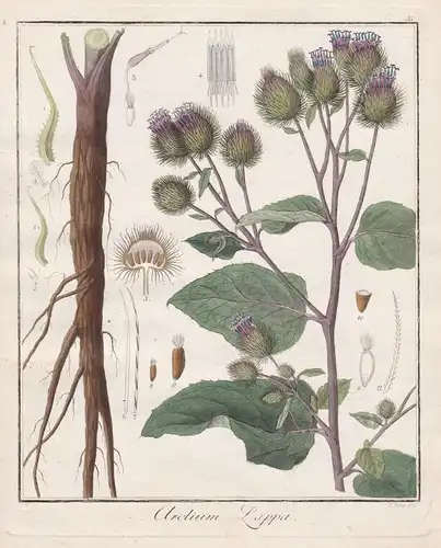 Arctium Lappa -  Klette Butzenklette greater burdock Heilpflanzen medicinal plants Botanik Botanical Botany