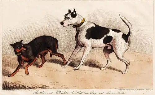 Rattle and Clinker, the Half bred Dog and Terrier Bitch - Hunde dogs Hund dog chien