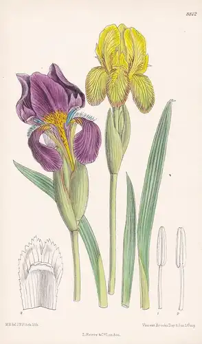 Iris reichenbachii. Tab 8812 - Macedonia Mazedonien / Pflanze Planzen plant plants / flower flowers Blume Blum