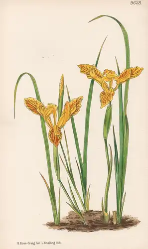 Iris Innominata. Tab 9628 - America Amerika / Pflanze Planzen plant plants / flower flowers Blume Blumen / bot