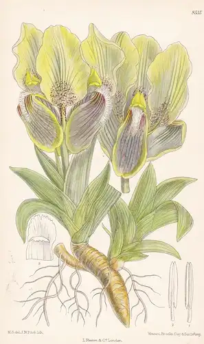 Iris mellita. Tab 8515 - Asia Asien / Pflanze Planzen plant plants / flower flowers Blume Blumen / botanical B