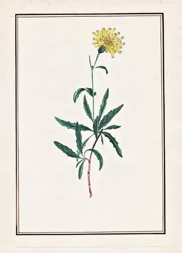 (Hieracium umbellatum?) - Canadian hawkweed Doldiges Habichtskraut / Botanik botany / Blume flower / Pflanze p