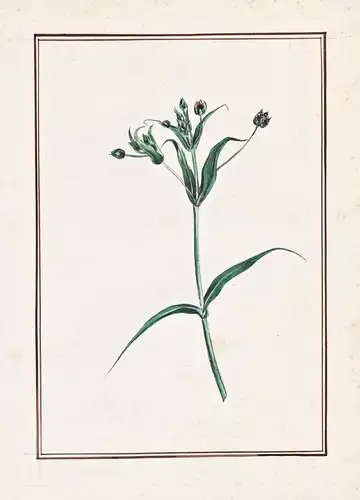 (Stellaria?) - Sternmieren starwort / Botanik botany / Blume flower / Pflanze plant