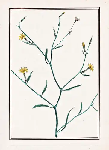 (Crepis capillaris?) - smooth hawksbeard Kleinköpfiger Pippau / Botanik botany / Blume flower / Pflanze plant