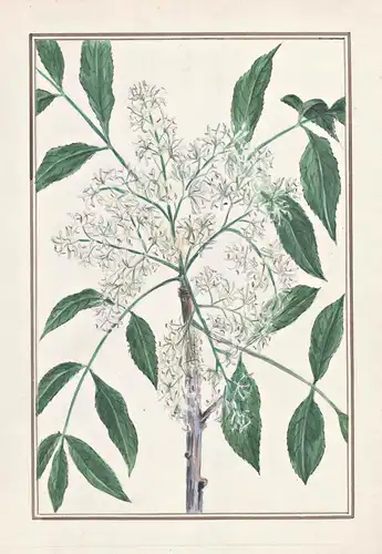 (Fraxinus ornus?) - Manna-Esche manna ash tree Baum / Botanik botany / Blume flower / Pflanze plant