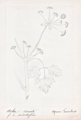 Ache odorante / Apium Graveolens - Sellerie celery / Botanik botany / Blume flower / Pflanze plant