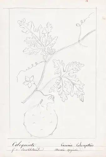 Coloquinte / Cucumis Colocynthis - Koloquinte Citrullus colocynthis / Botanik botany / Blume flower / Pflanze