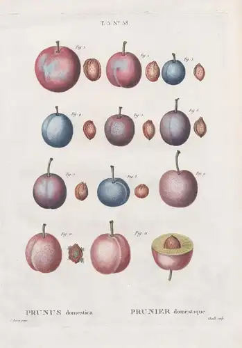 Prunus domestica / Prunier domestique - Pflaume plums / Botanik botanical botany / Pomologie