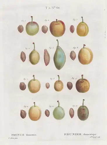 Prunus domestica / Prunier domestique. T. 5. No. 60 - Pflaume plums / Botanik botanical botany / Pomologie