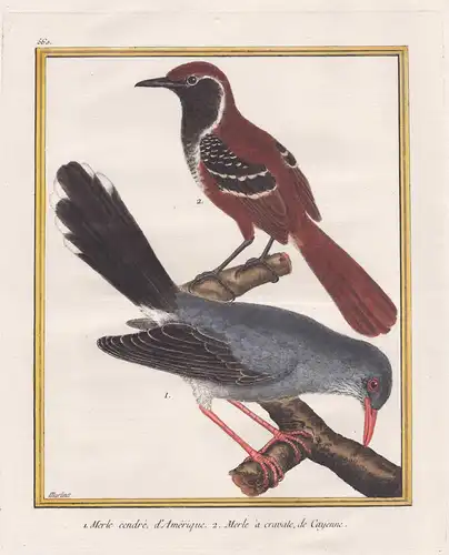 1. Merle cendré, d'Amerique. 2. Merle a cravate, de Cayenne. - blackbird Amsel America Cayenne French Guiana V