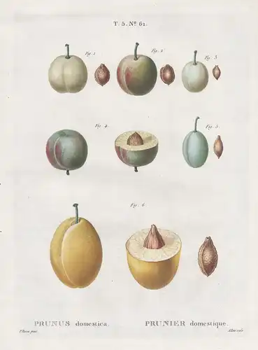 Prunus domestica / Prunier domestique. T. 5. No. 62 - Pflaume plums / Botanik botanical botany / Pomologie