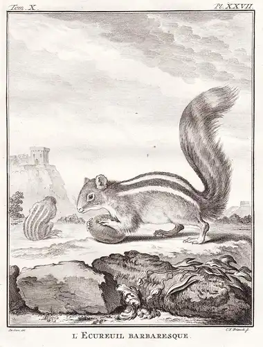 L'Ecureuil Barbaresque - Ecureuil Eichhorn Eichhörnchen squirrel / Tiere animals animaux