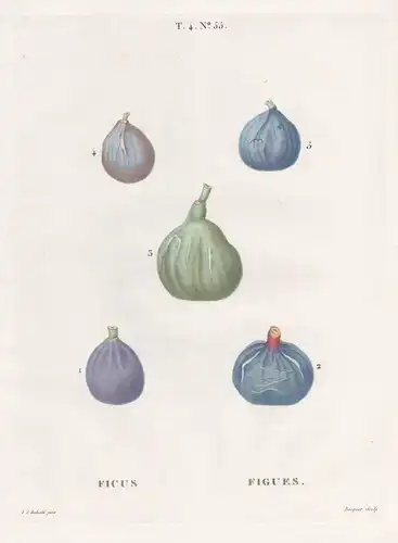 Ficus / Figue. T. 4. No. 55 - Fig figs Feige Obst fruit / Botanik botanical botany / Pomologie pomology