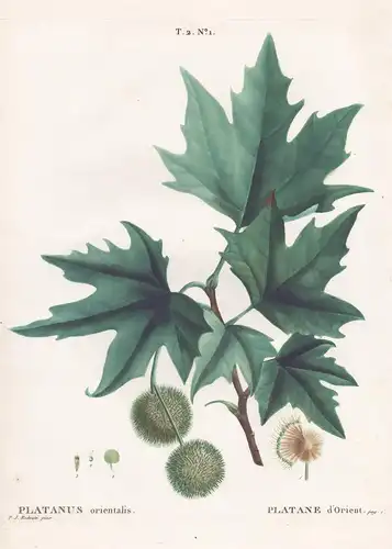 Platanus orientalis / Platane d'Orient.  T. 2. No. 1 - Morgenländische Platane Old World sycamore / Botanik bo